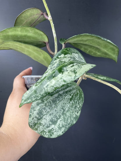 Hoya latifolia ‘Snow Queen Super Silver’