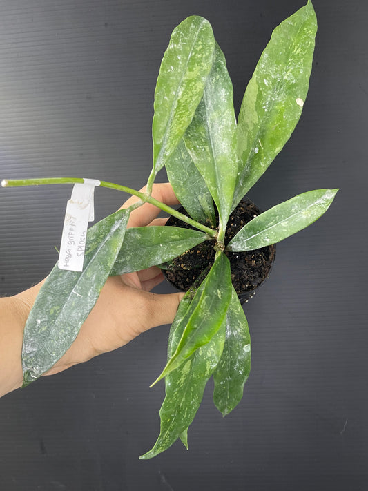 Hoya griffithii splash