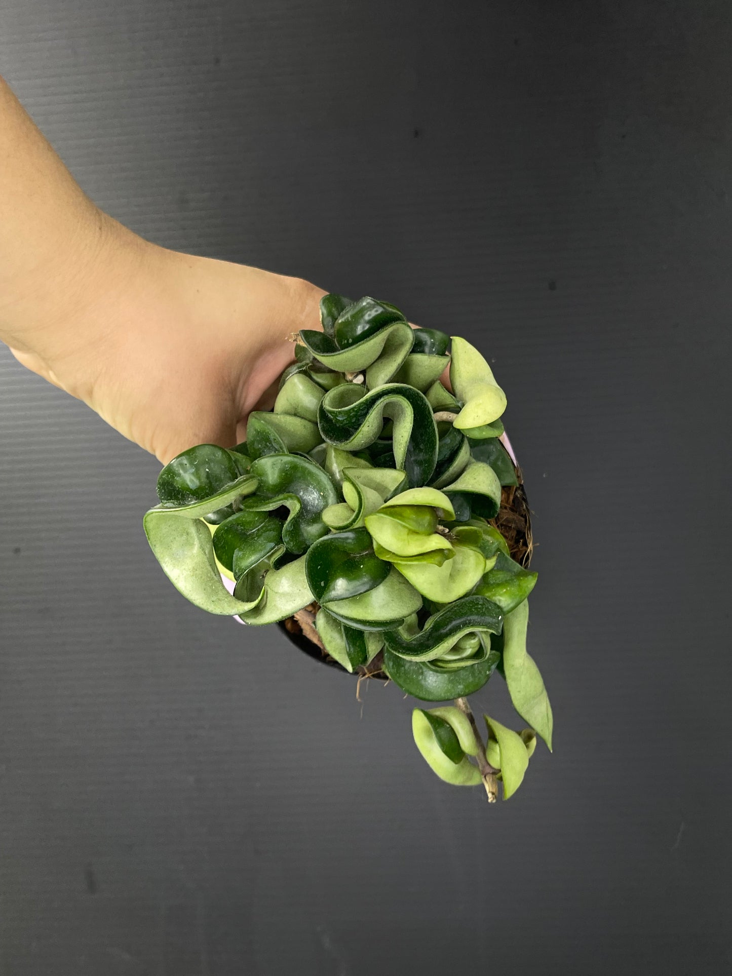 Hoya carnosa compacta