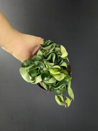 Hoya carnosa compacta