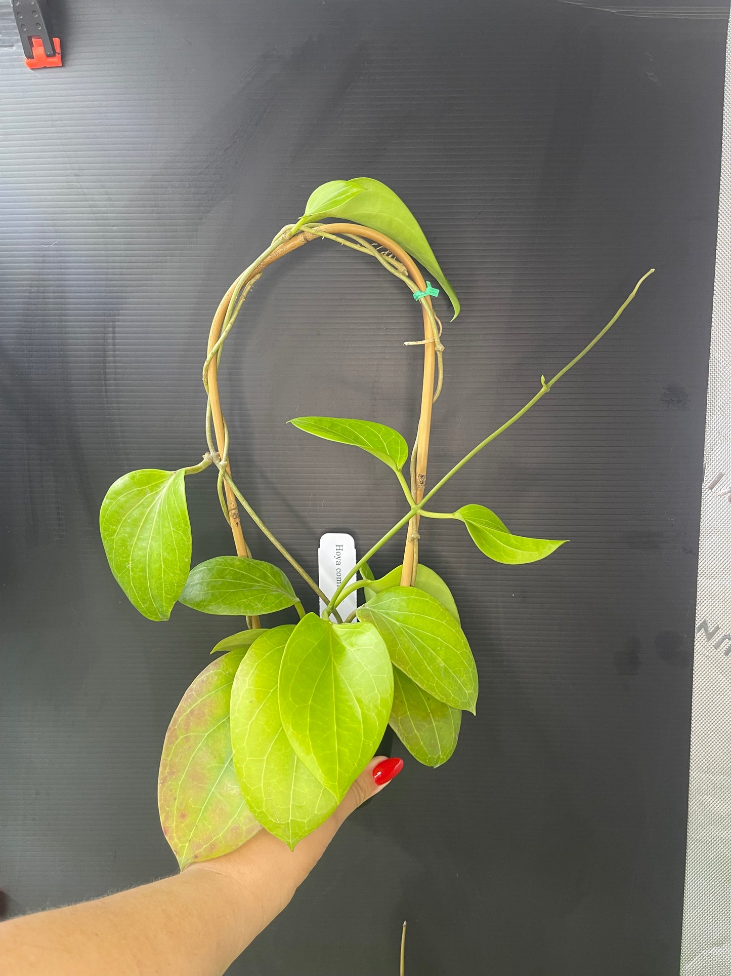 Hoya cominsii