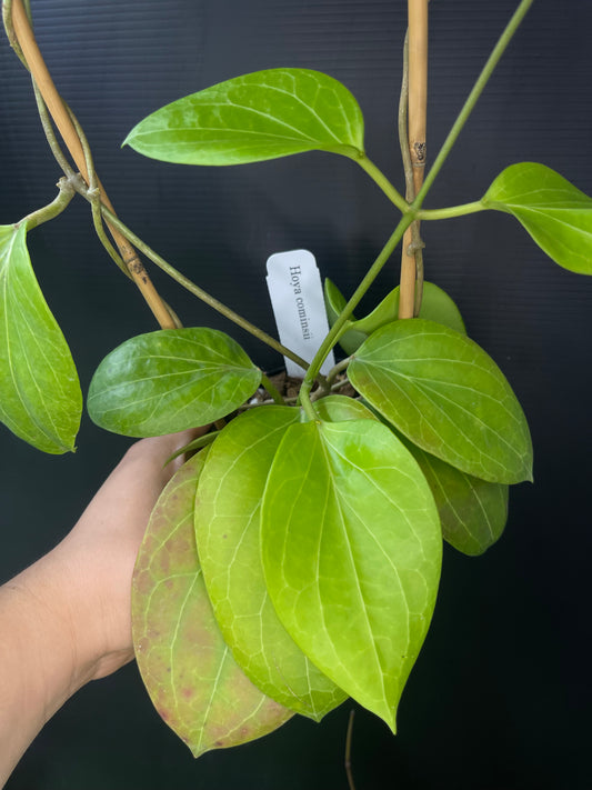Hoya cominsii