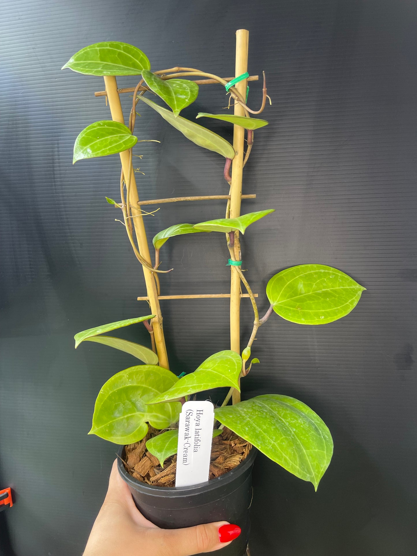 Hoya latifolia (Sarawak - cream)