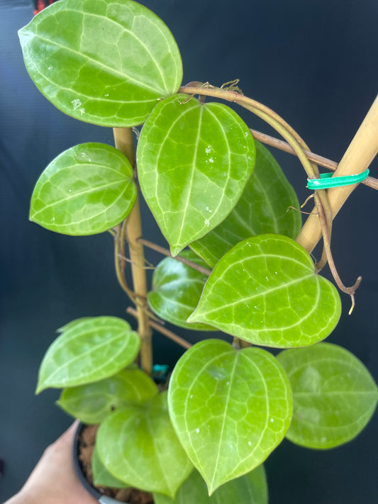 Hoya latifolia (Sarawak - cream)