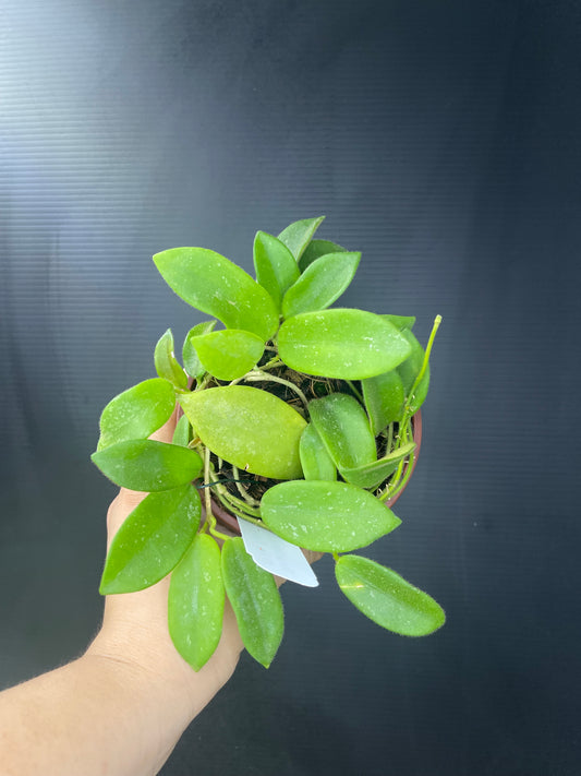 Hoya thomsonii (White Flower)