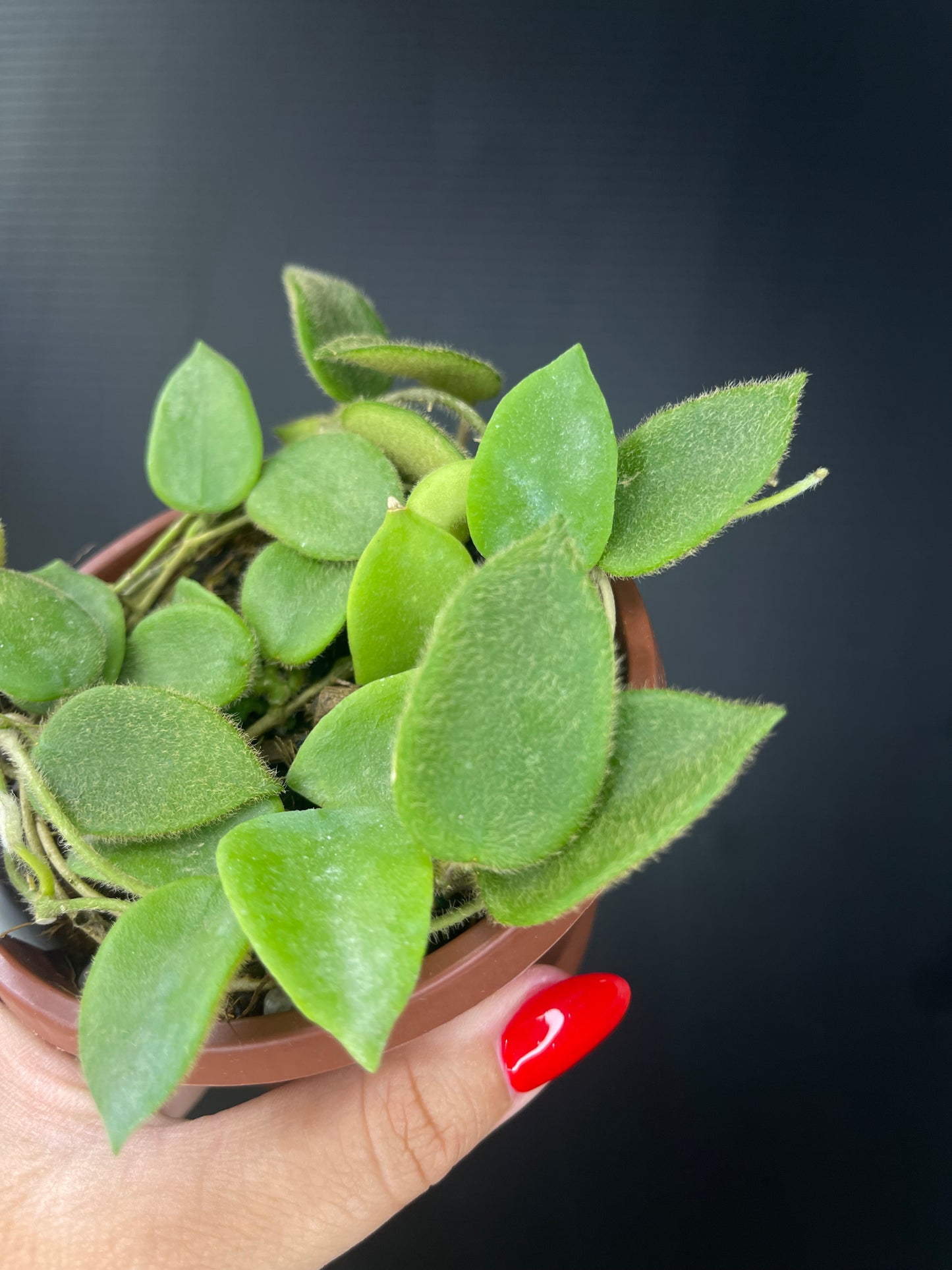 Hoya thomsonii (White Flower)
