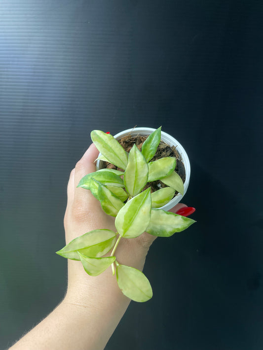 Hoya walliniana variegated