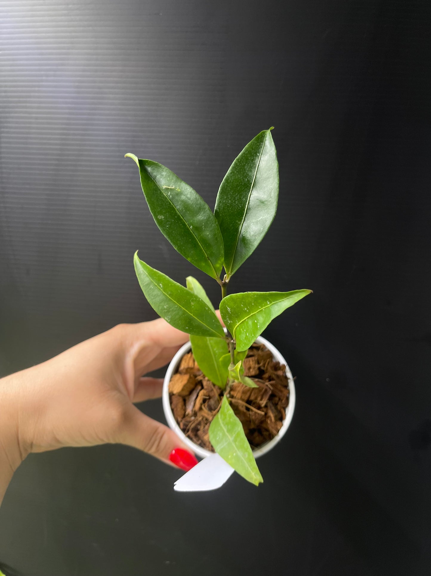 Hoya amicabilis