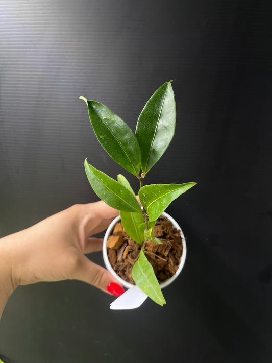 Hoya amicabilis