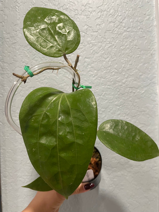 Hoya glabra 'Schlechter'