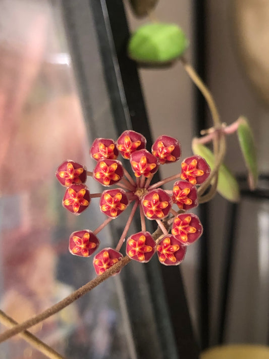 Hoya sp. aff. Burtoniae (Sun stressed)