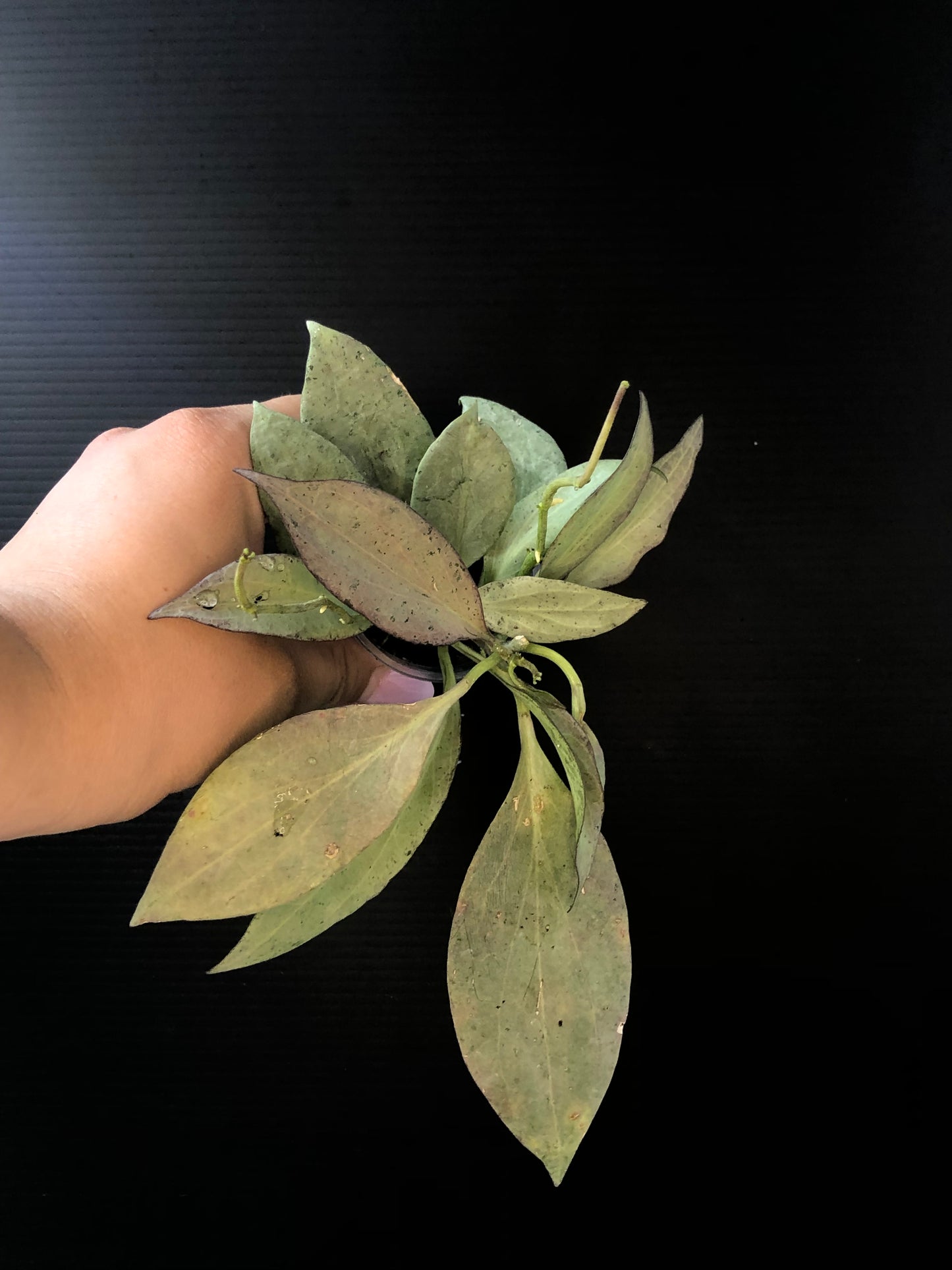Hoya Nicholsoniae 'New Guinea Ghost'