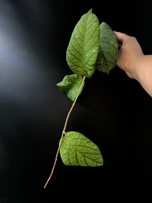 Hoya meredithii