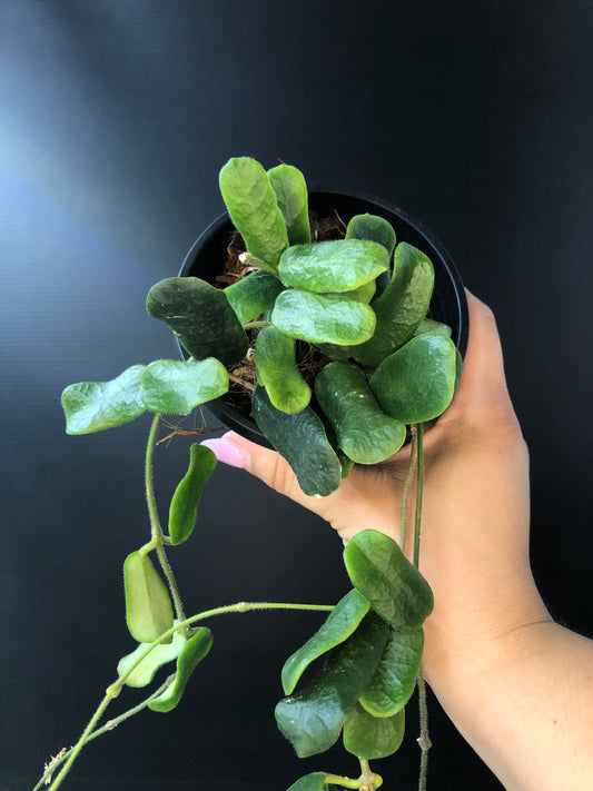 Hoya rotundiflora