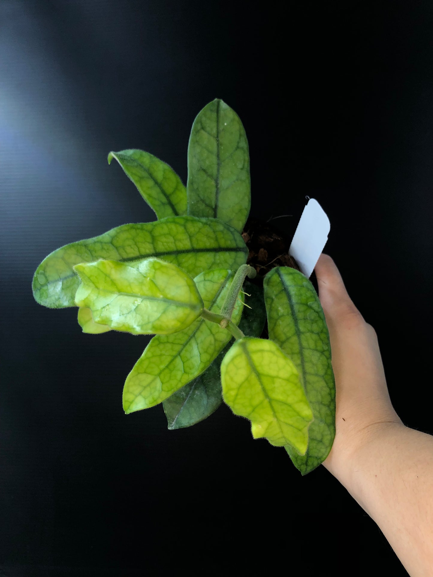Hoya globulosa