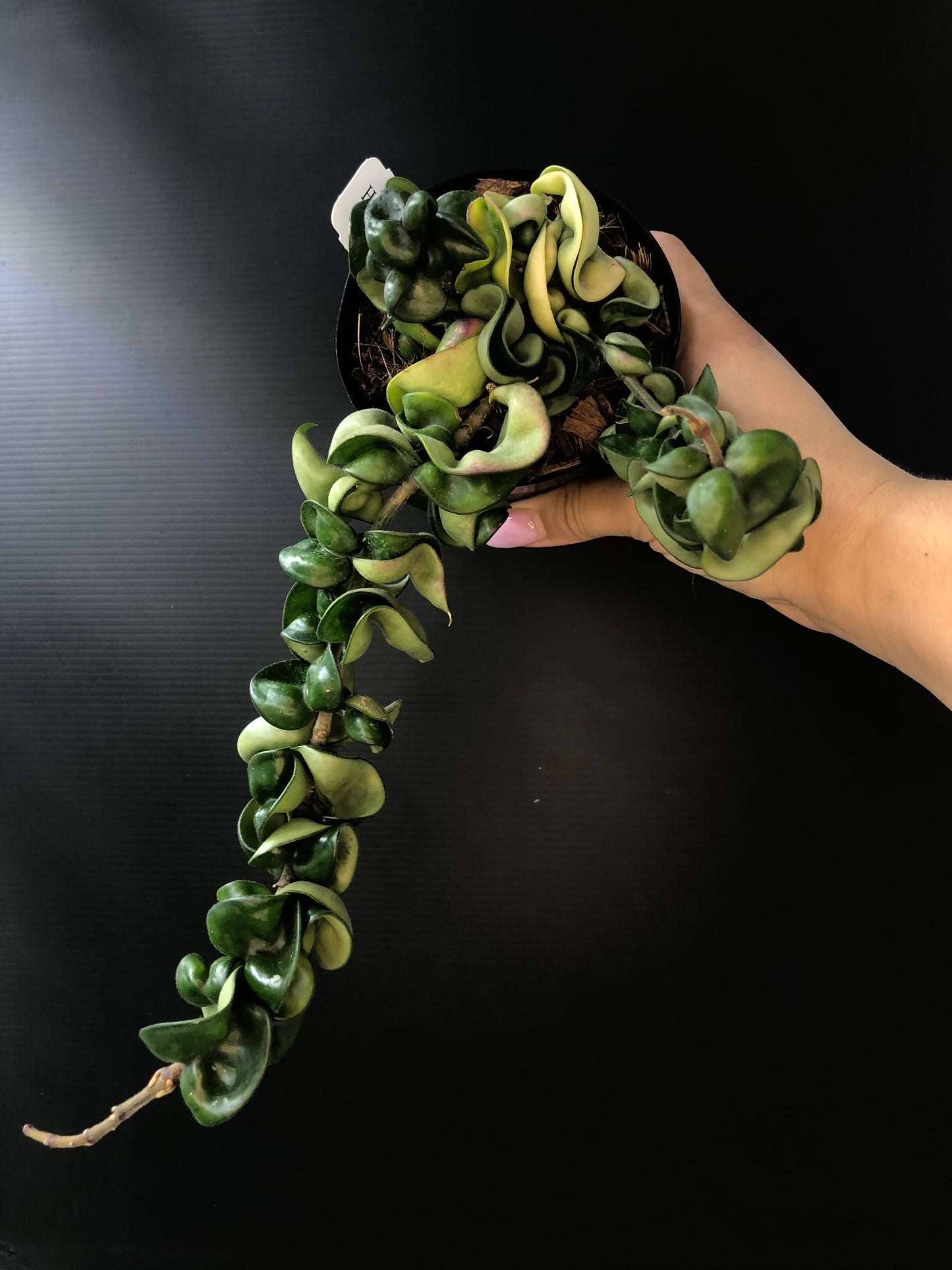 Hoya carnosa compacta