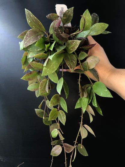Hoya walliniana UT152