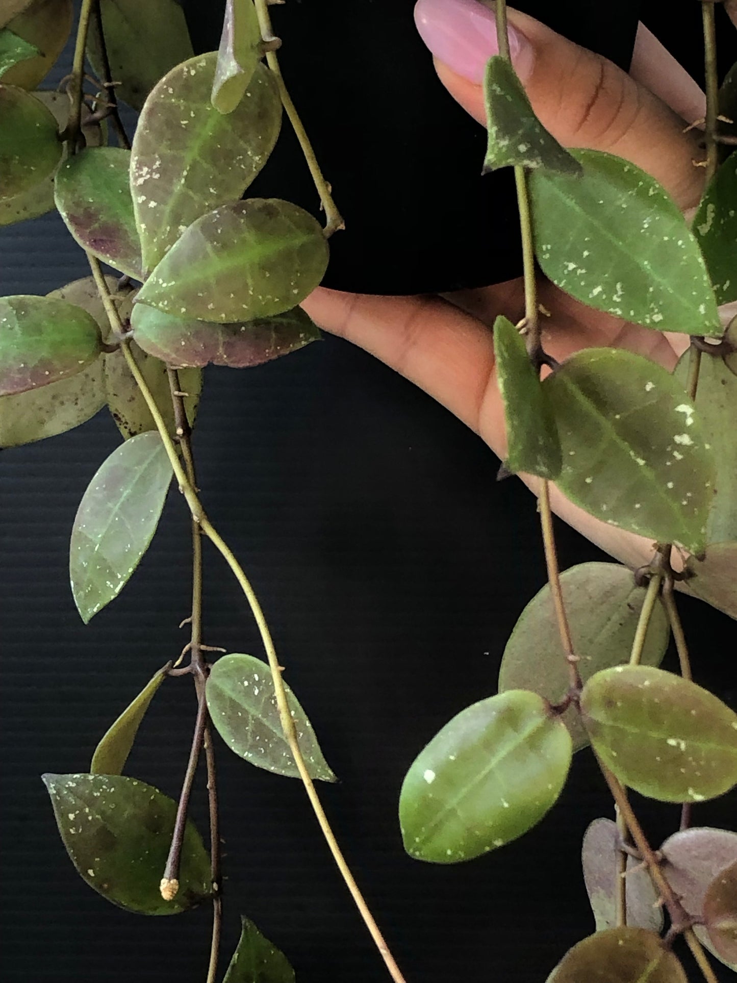 Hoya walliniana UT152