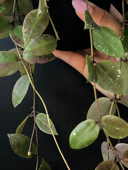 Hoya walliniana UT152