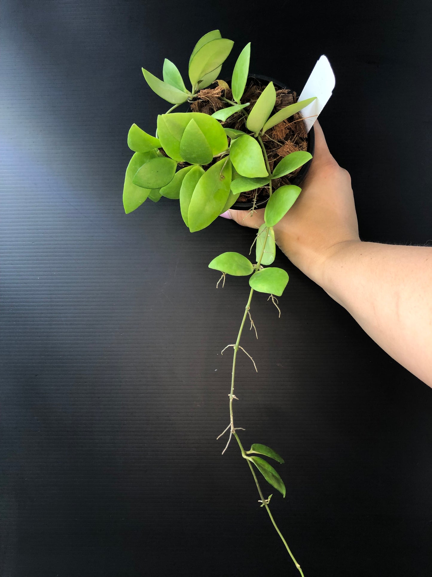 Hoya myrmecopa (Big Leaves)