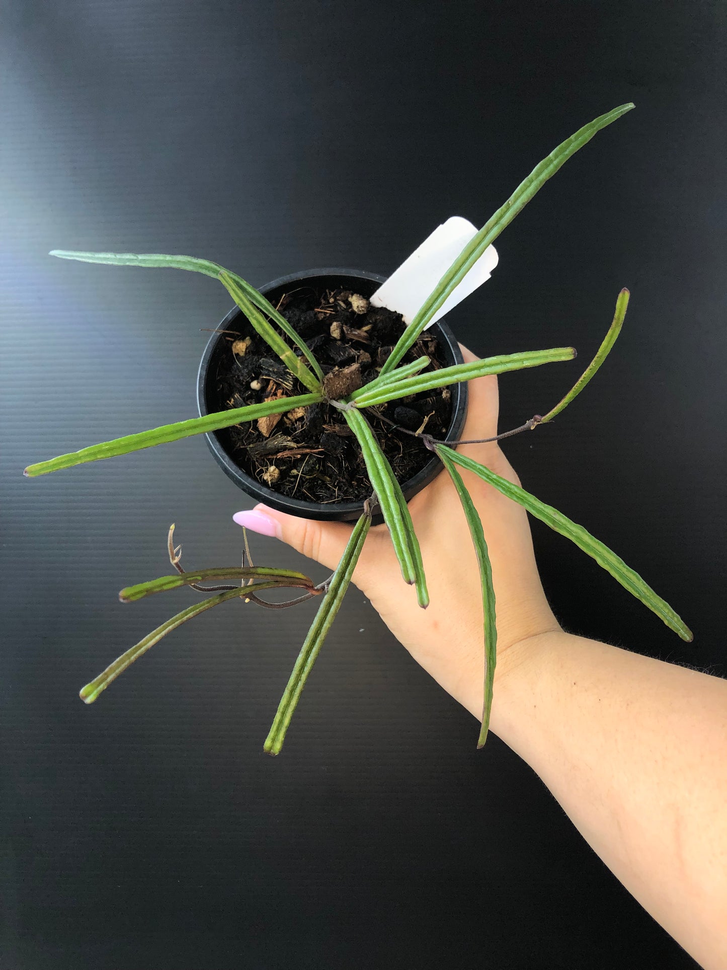 Hoya insularis