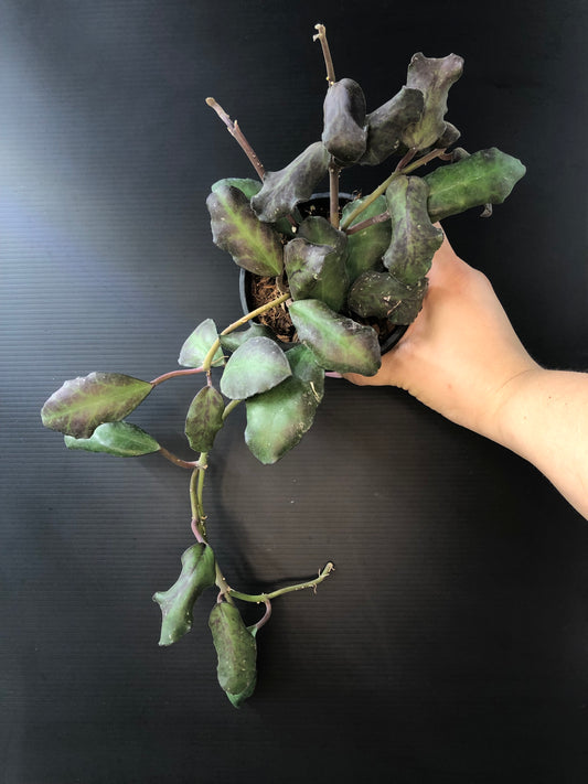 Hoya waymaniae