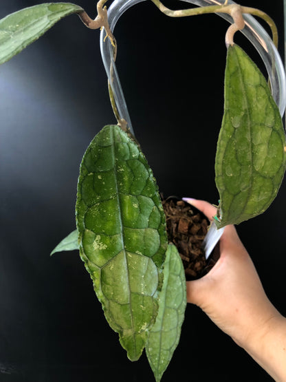 Hoya Clemensorium (Trellis)