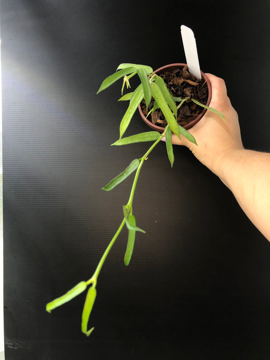 Hoya pandurata
