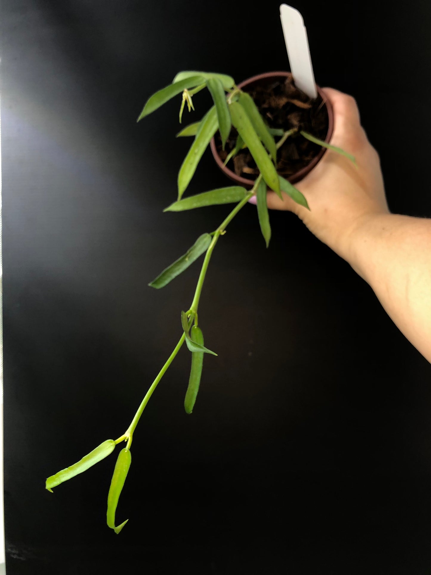 Hoya pandurata