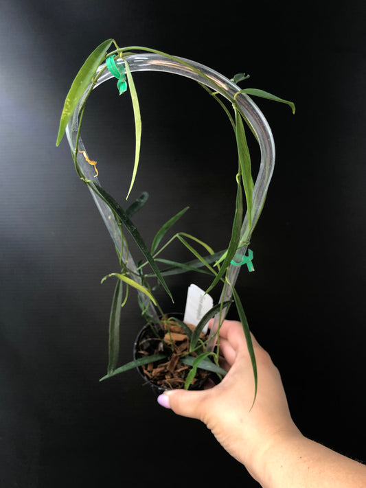 Hoya stenophylla (Trellis)