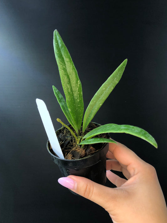 Hoya Sulawesiana