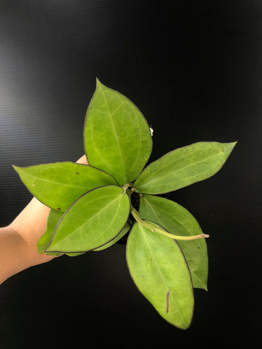 Hoya patcharawalai 023 (H. icensis)