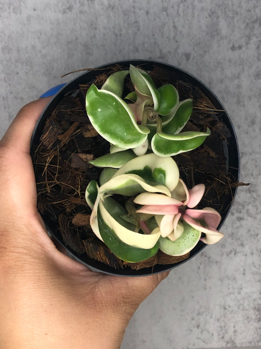 Hoya Carnosa Compacta (Outer Variegation)