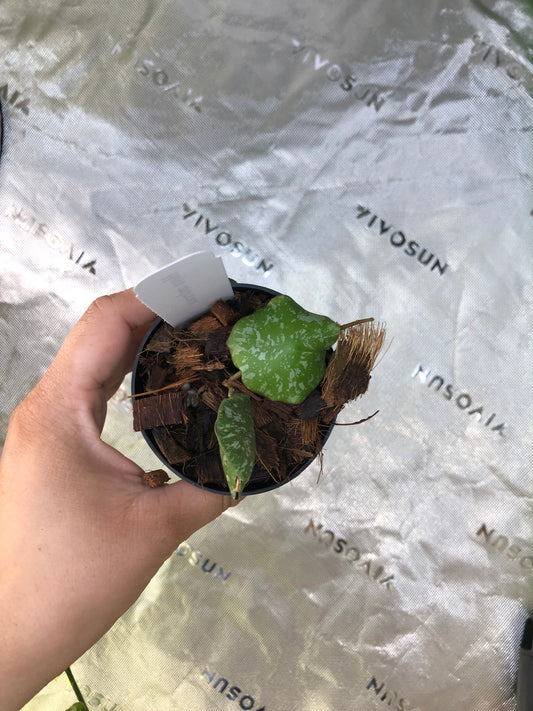 Hoya imbricata