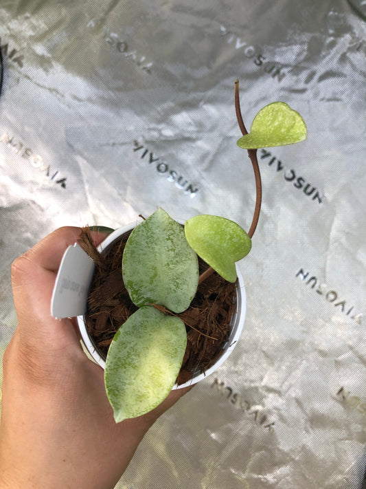 Hoya carnosa 'Nova Ghost'