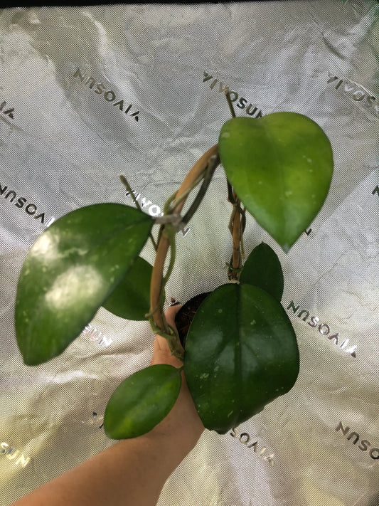 Hoya 'Noelle'