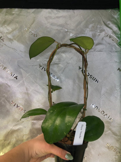 Hoya 'Noelle'