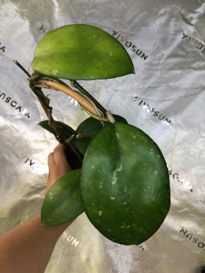 Hoya 'Noelle'