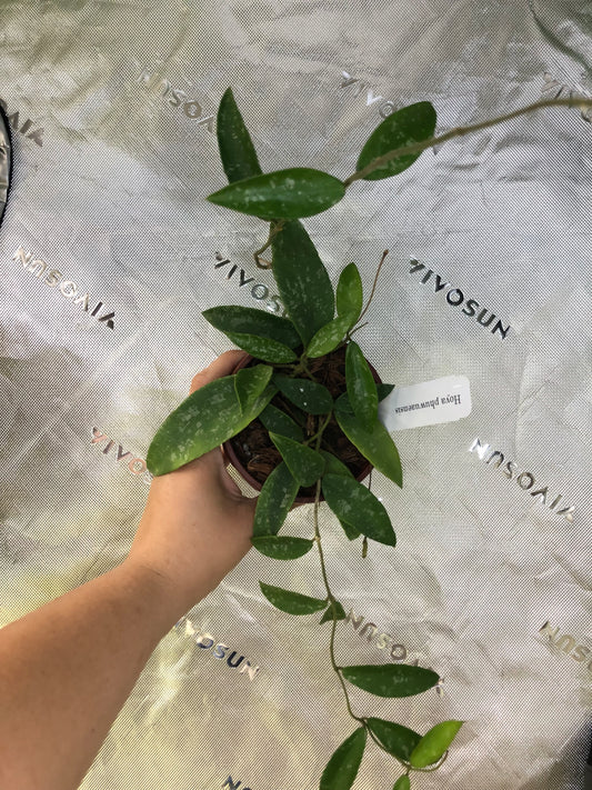 Hoya phuwuaensis (Splash)