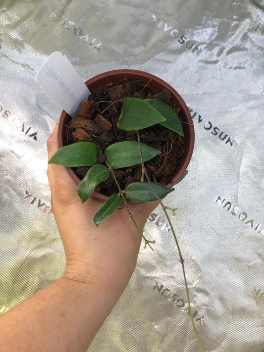 Hoya patella (Pink Flower)