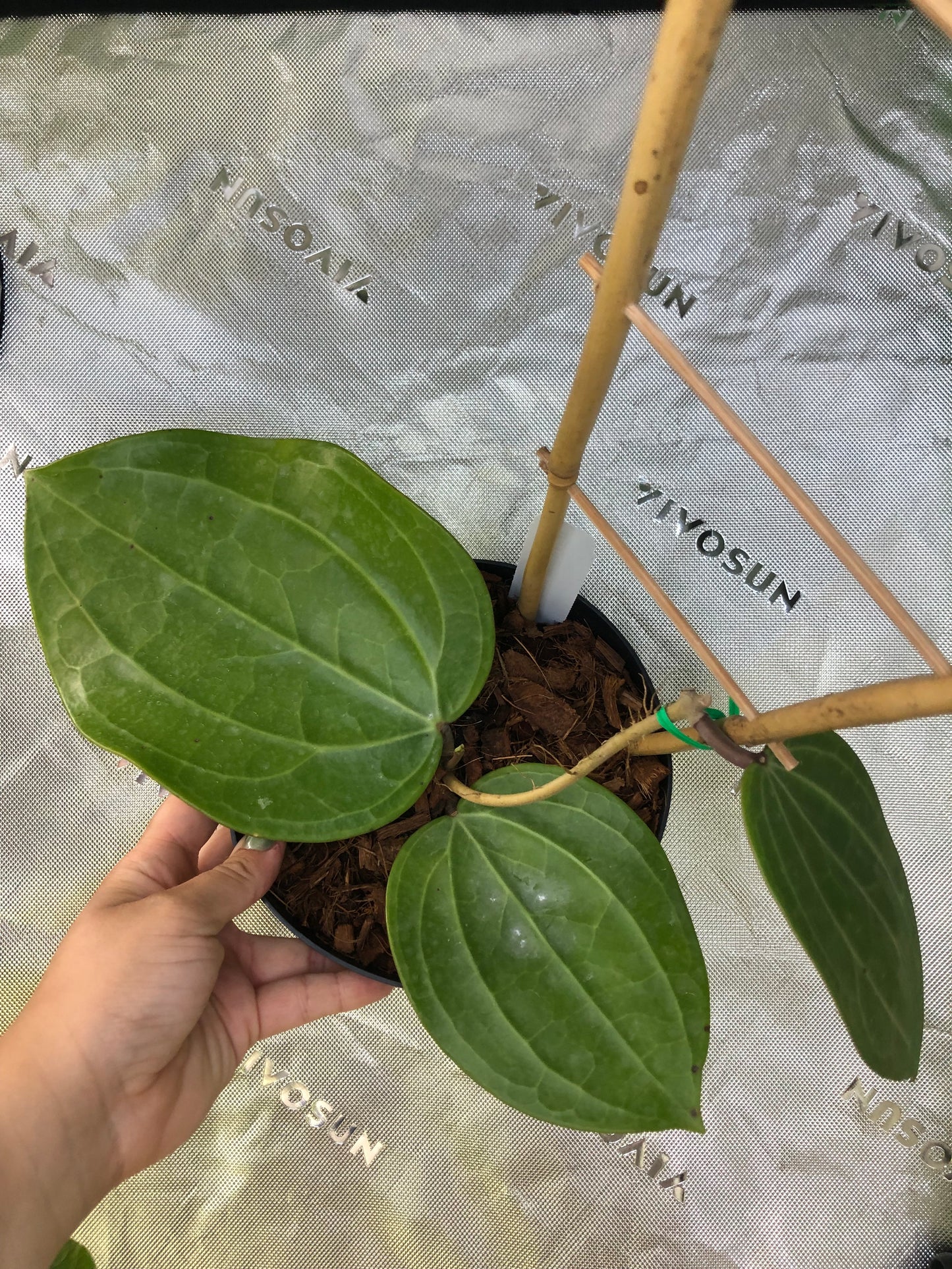 Hoya latifolia 'Dinner Plate'