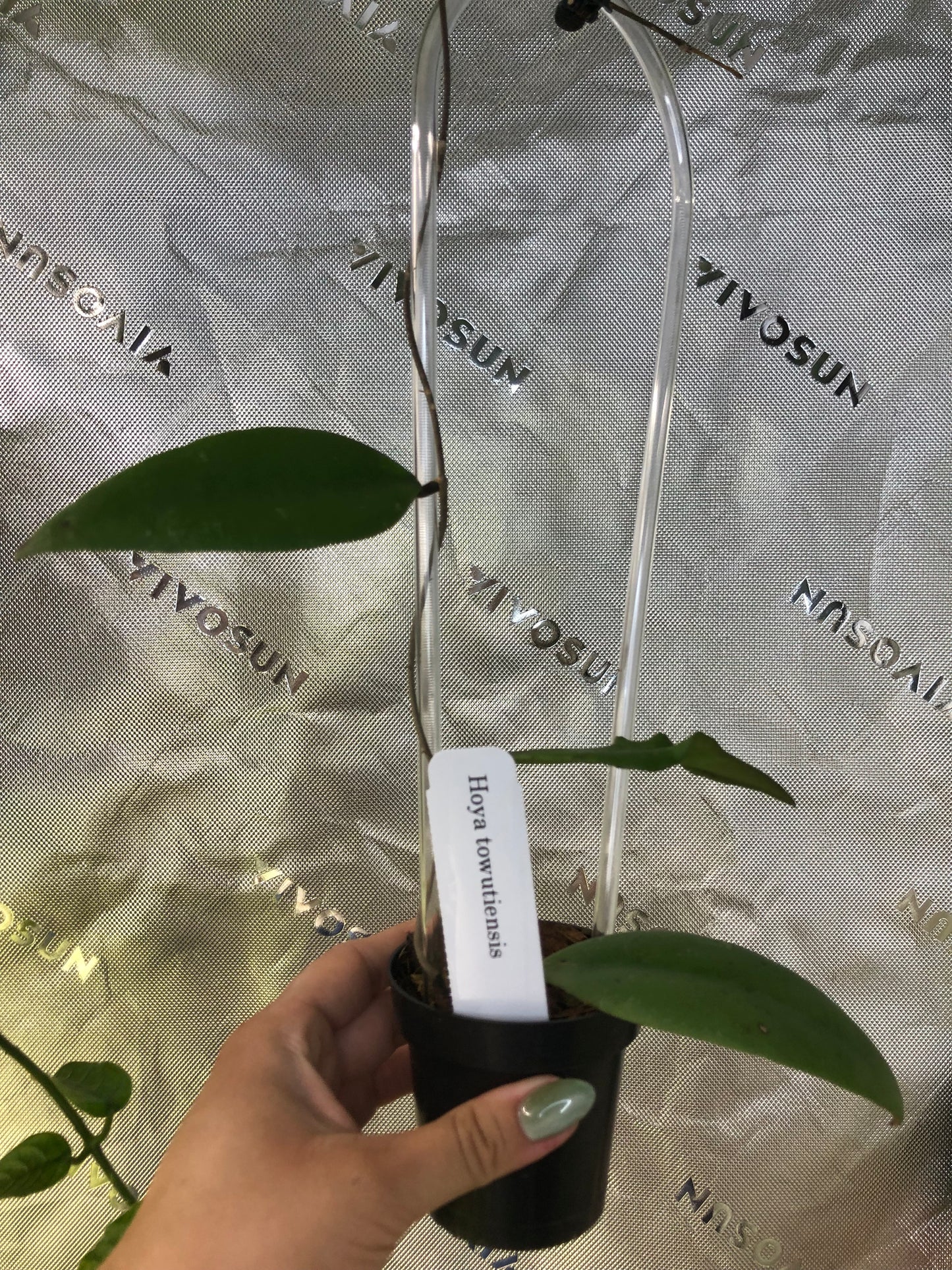 Hoya towutiensis
