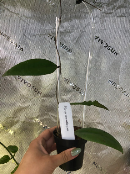 Hoya towutiensis