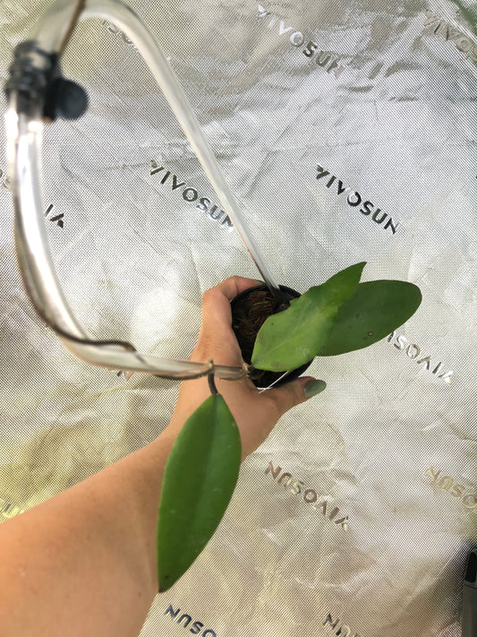 Hoya towutiensis