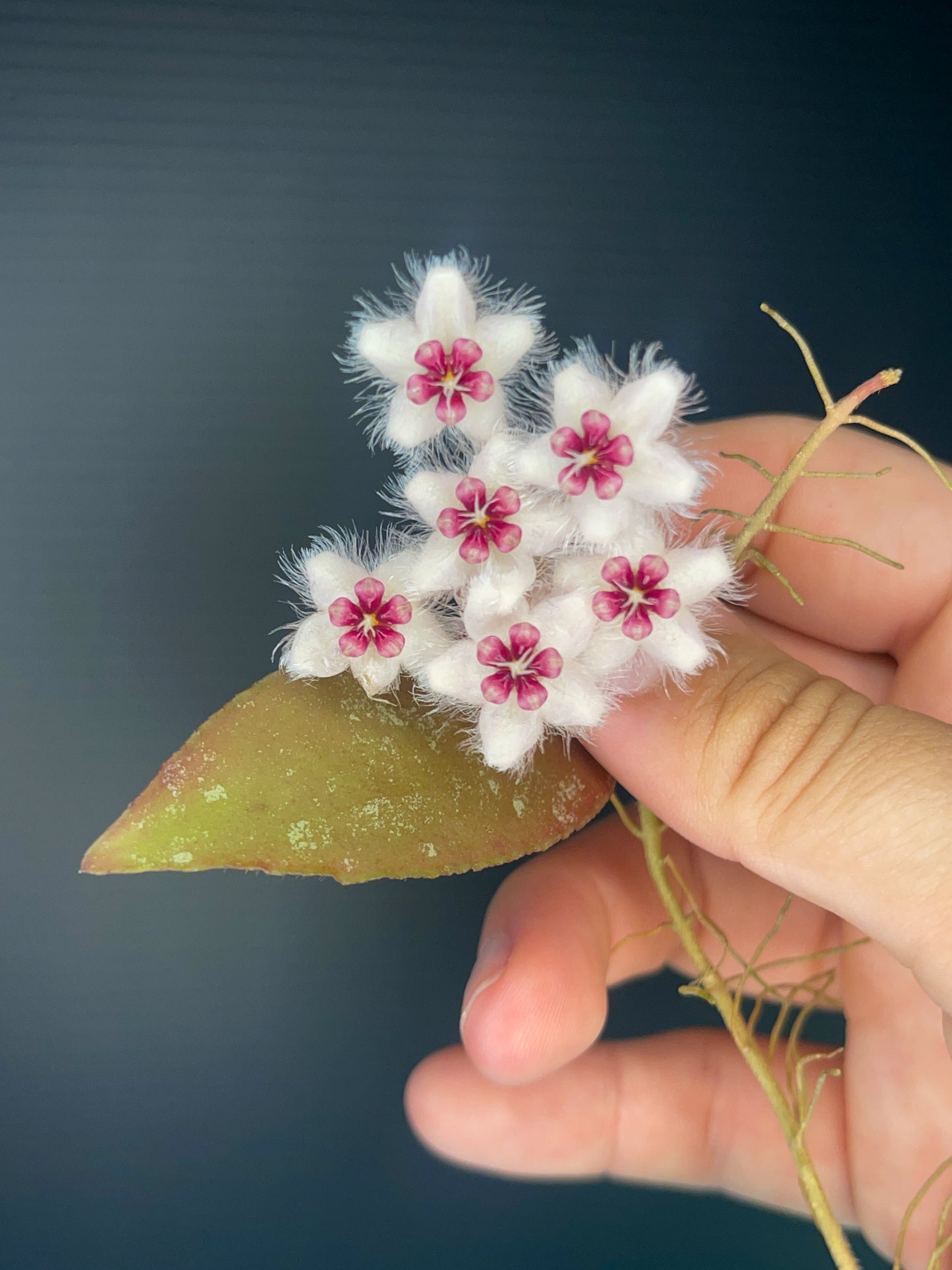 4" Hoya Caudata – A Tropical Treasure with Speckled Elegance