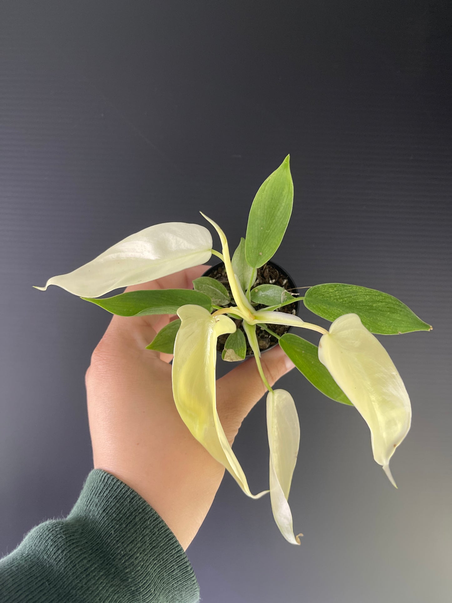 2" Philodendron 'Florida Ghost'