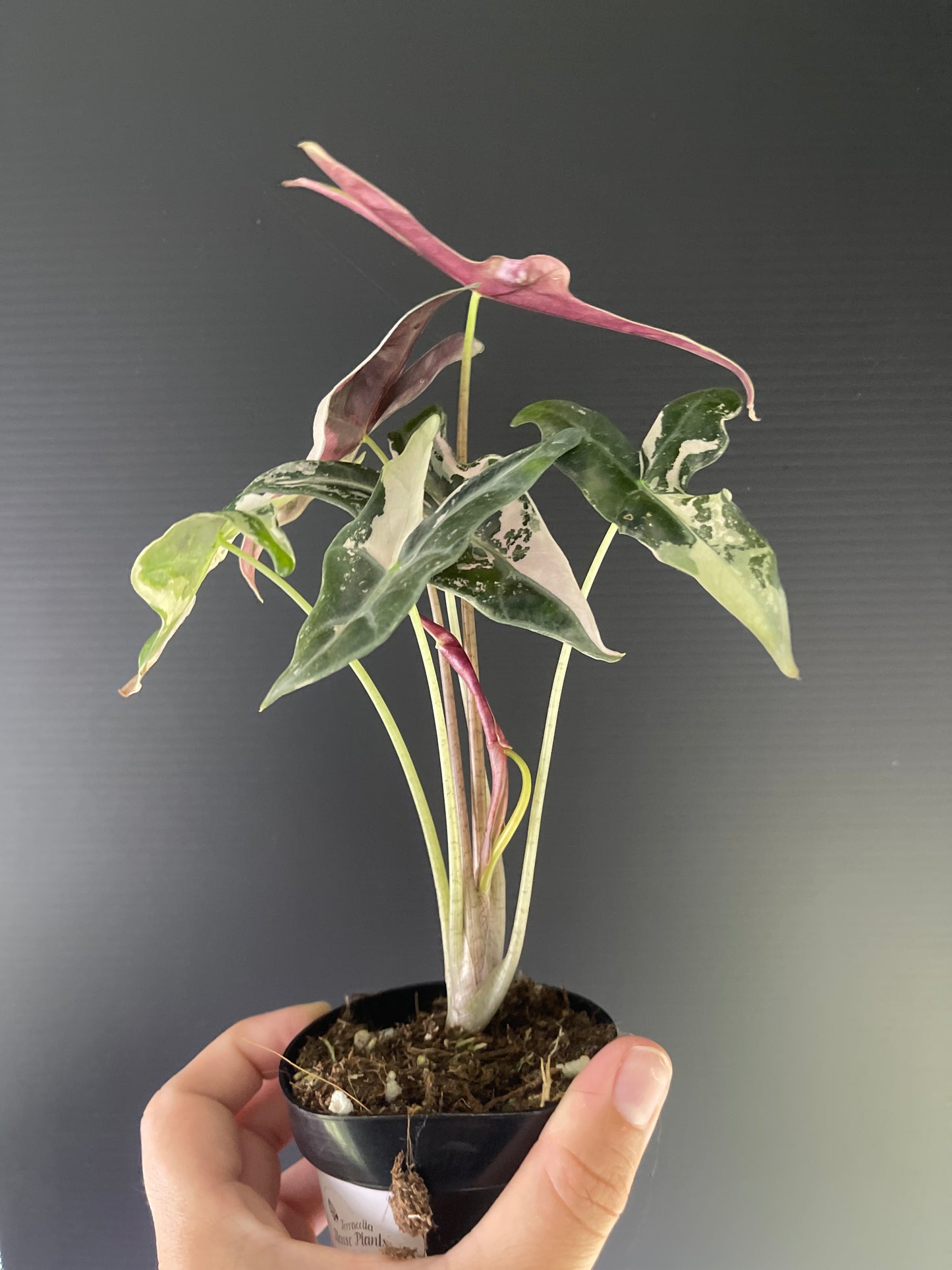 Alocasia Sanderiana 'Nobilis' Variegated (Pink)