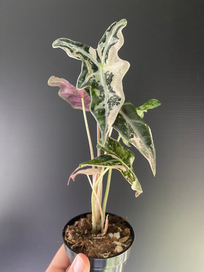 Alocasia Sanderiana 'Nobilis' Variegated (Pink)