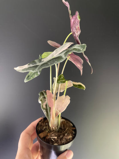 Alocasia Sanderiana 'Nobilis' Variegated (Pink)