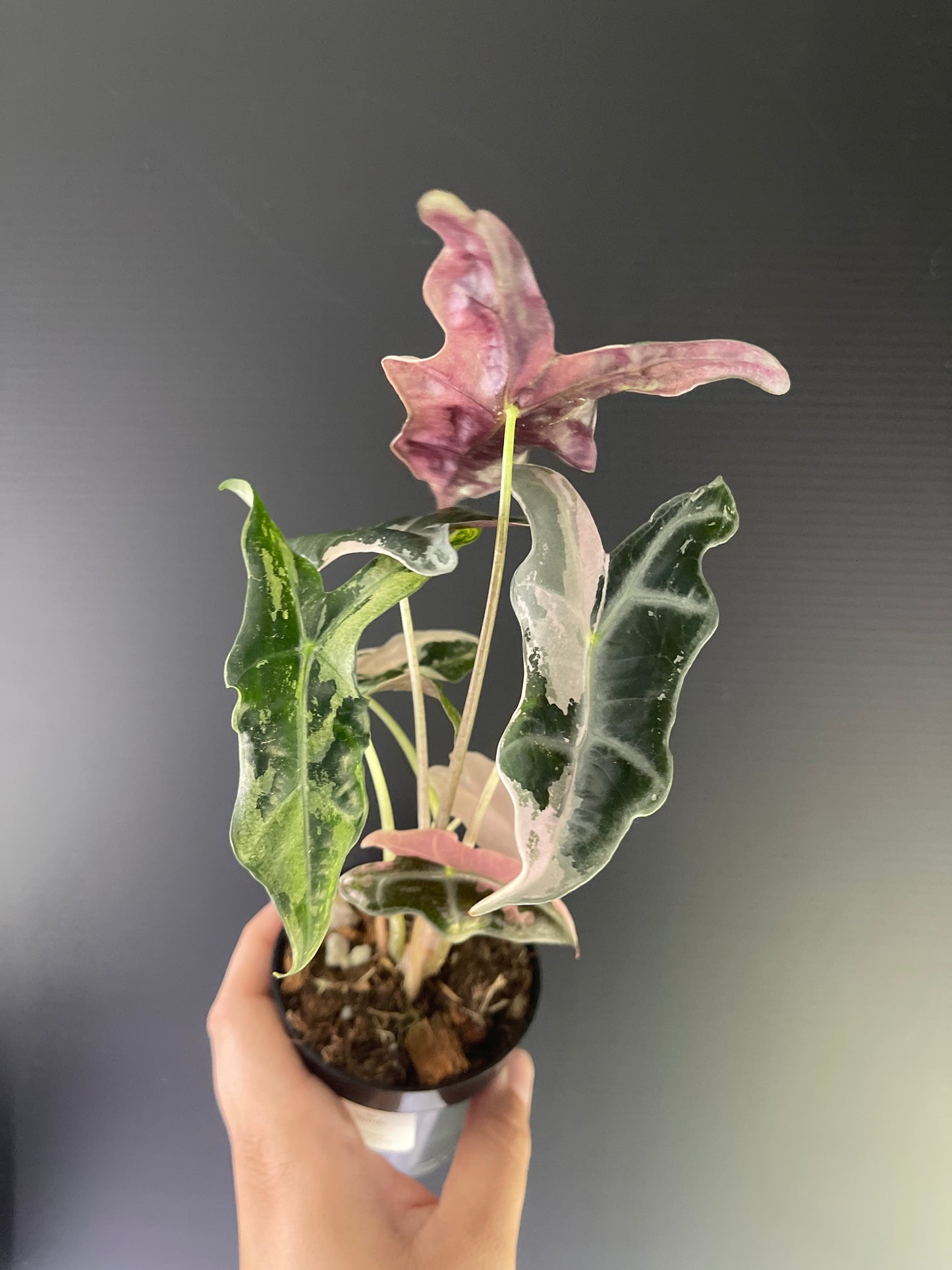 Alocasia Sanderiana 'Nobilis' Variegated (Pink)